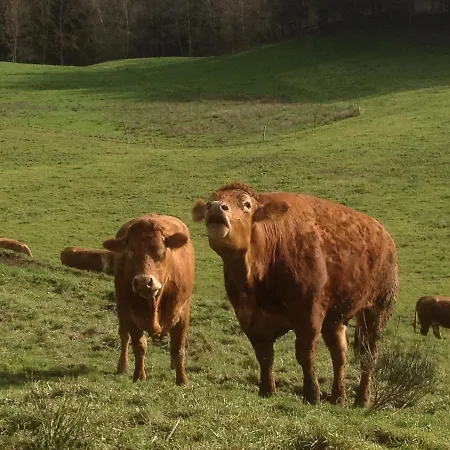 Restaurant Les Platanes *