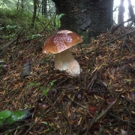 Restaurant Les Platanes Montfaucon-en-Velay