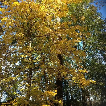 Restaurant Les Platanes Montfaucon-en-Velay