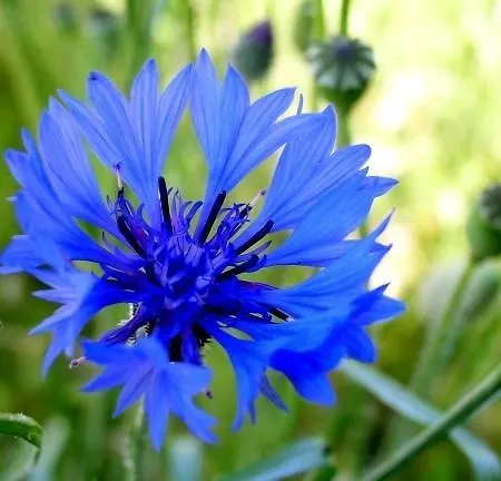 Hotel Restaurant Les Platanes
