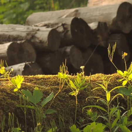 Hotel Restaurant Les Platanes *