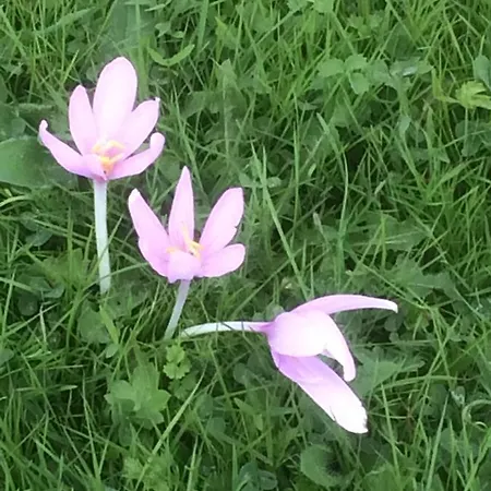 Hotel Restaurant Les Platanes *